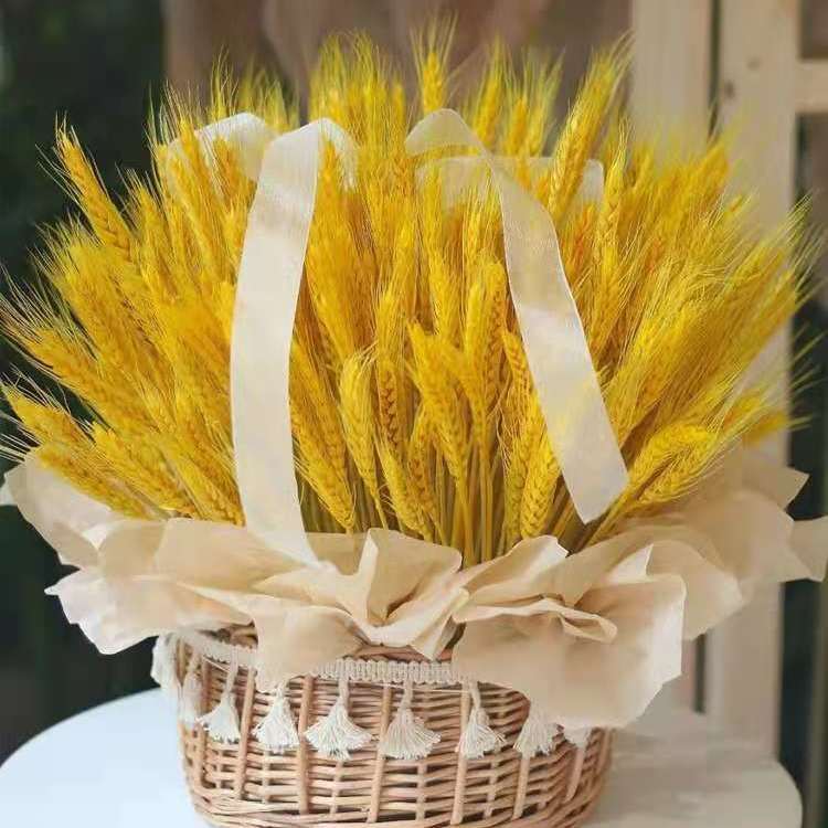 天然金色麦穗干花花束开业大麦客厅田园装饰摆件插花花蓝草编花盆