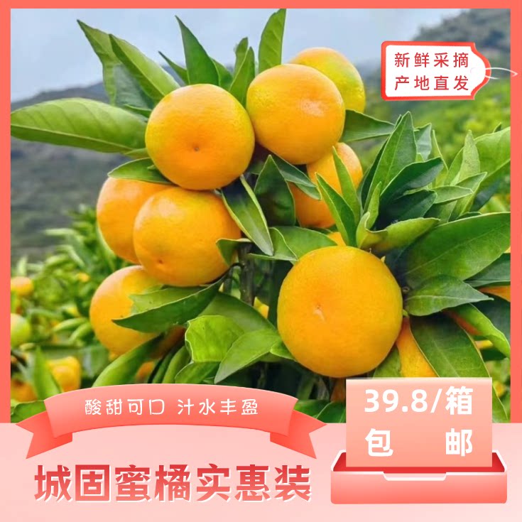 城固蜜橘实惠装