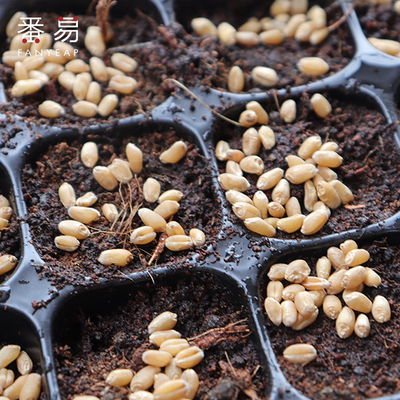 多肉蔬菜育种扦插盒托盘育苗营养杯种植神器育苗盘穴盘育苗盆塑料