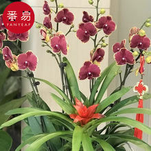 植物支架BA1S40-固定支撑花架爬藤花卉盆栽金钱树造型制作材料
