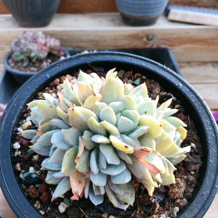 10033雪特10头起,鲜花速递/花卉仿真/绿植园艺,多肉植物,淘宝优惠券,粉丝福利购,淘宝优惠卷