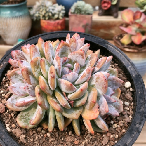 10304突尼斯