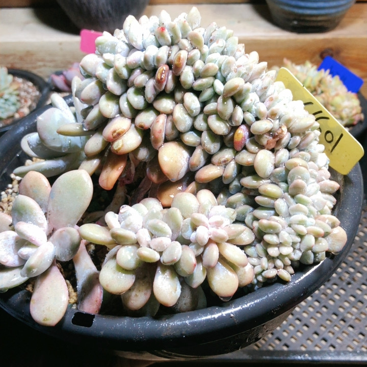 66601粉兔缀,鲜花速递/花卉仿真/绿植园艺,多肉植物,淘宝优惠券,粉丝福利购,淘宝优惠卷