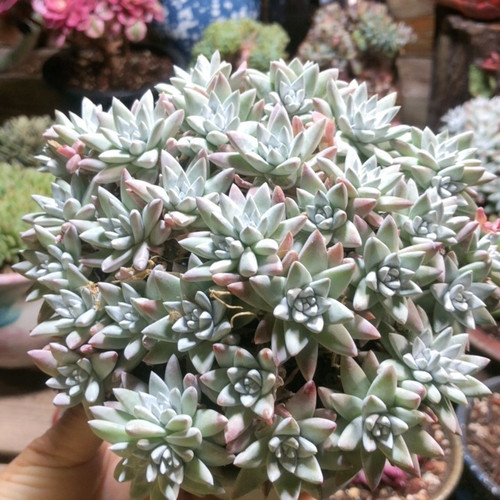 大白菊老桩25头起无砍精控精品多肉