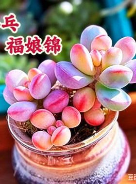 乒乓福娘锦多头群生桩 3头起精品自然出锦多肉植物一物一拍盆栽