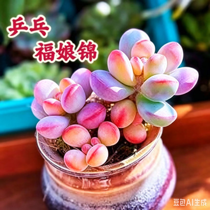乒乓福娘锦多头群生桩 3头起精品自然出锦多肉植物一物一拍盆栽