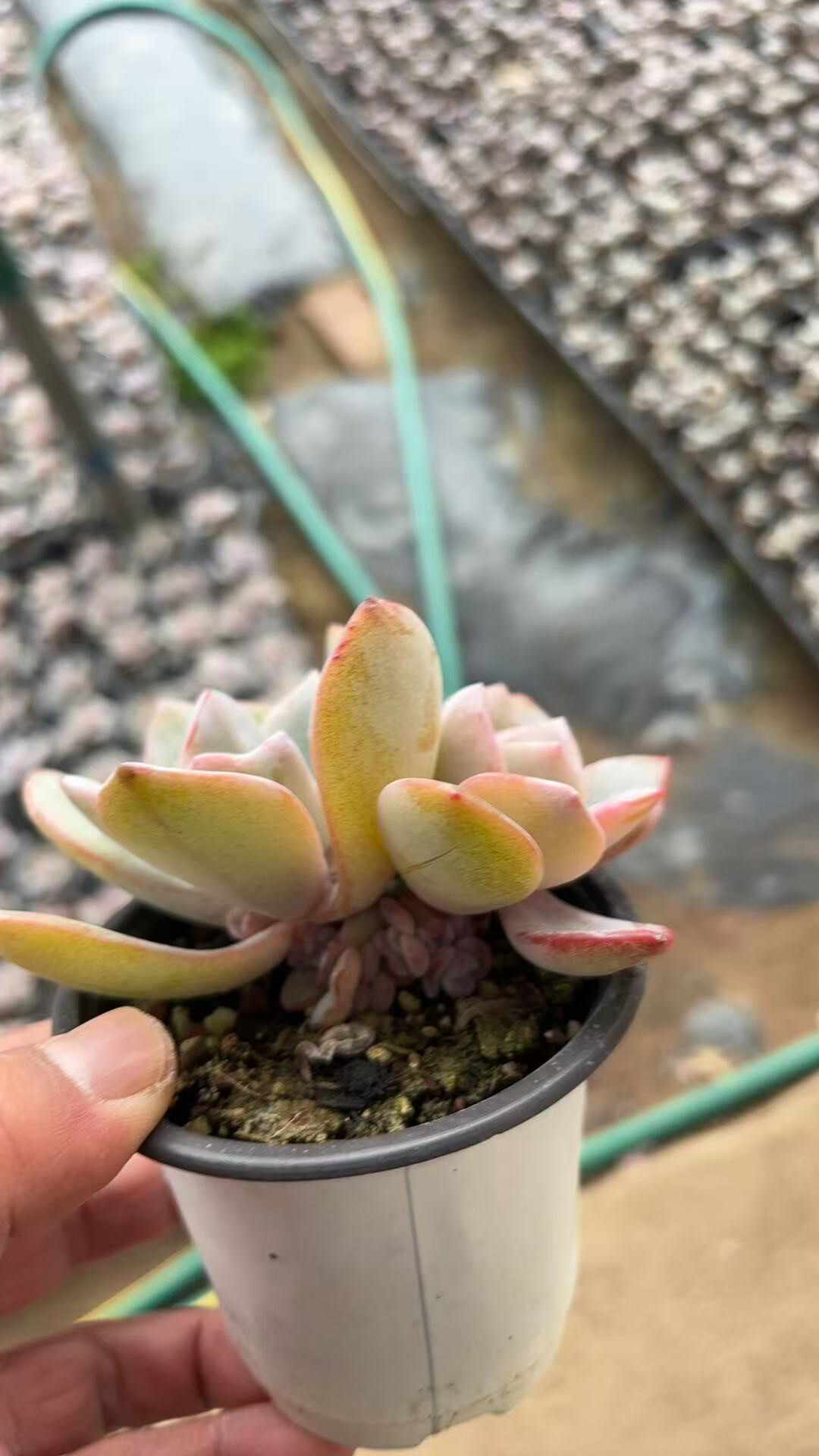 精品韩货多肉肉肉状态好奶茶群生无砍8-10头，10-15头,鲜花速递/花卉仿真/绿植园艺,多肉植物,淘宝优惠券,粉丝福利购,淘宝优惠卷