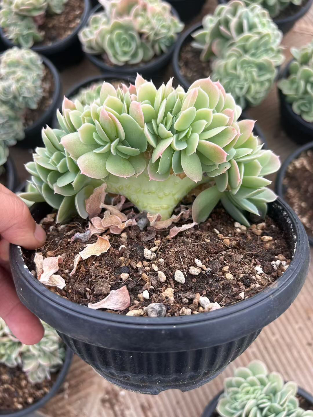 星纳塔缀化多肉一物一拍精美韩货缀化板子厚实易养活