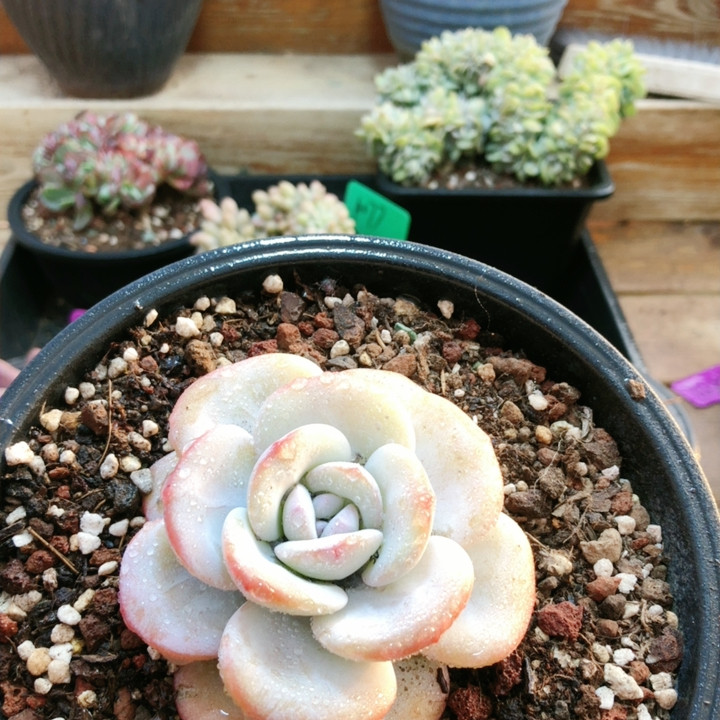 10238粉雪莲,鲜花速递/花卉仿真/绿植园艺,多肉植物,淘宝优惠券,粉丝福利购,淘宝优惠卷