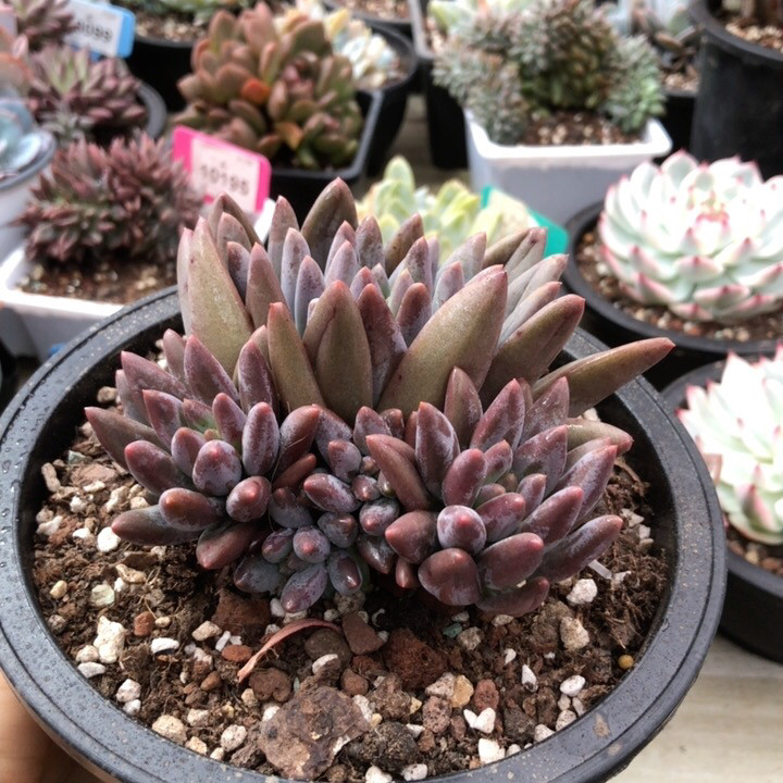 红蜻蜓群生多肉多头无砍精美