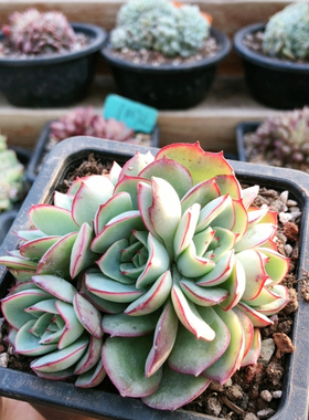 10205牡丹亭朵朵