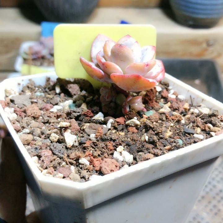 2013奶茶超多头,鲜花速递/花卉仿真/绿植园艺,多肉植物,淘宝优惠券,粉丝福利购,淘宝优惠卷