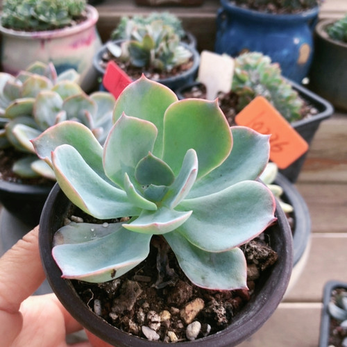 9151白玉兰