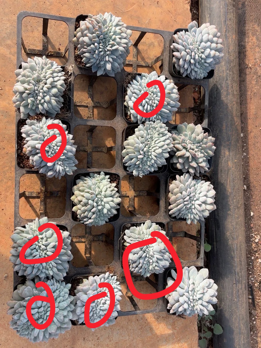 多肉植物一物一拍星影缀化多肉图片
