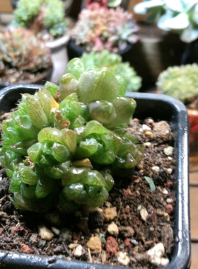 10091玉露手捧