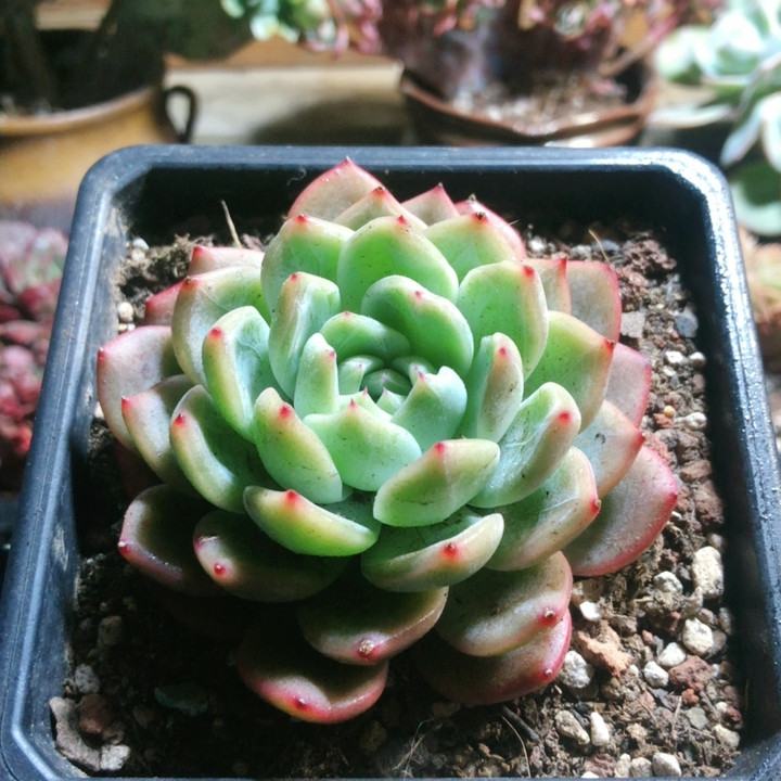 8808红鸾,鲜花速递/花卉仿真/绿植园艺,多肉植物,淘宝优惠券,粉丝福利购,淘宝优惠卷