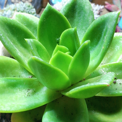 10045翠花