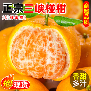 正宗三峡椪柑芦柑橘子桔子应季新鲜水果蜜橘柑橘当季新鲜整箱特产