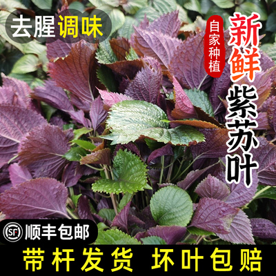 农家自种新鲜紫苏叶提香去腥