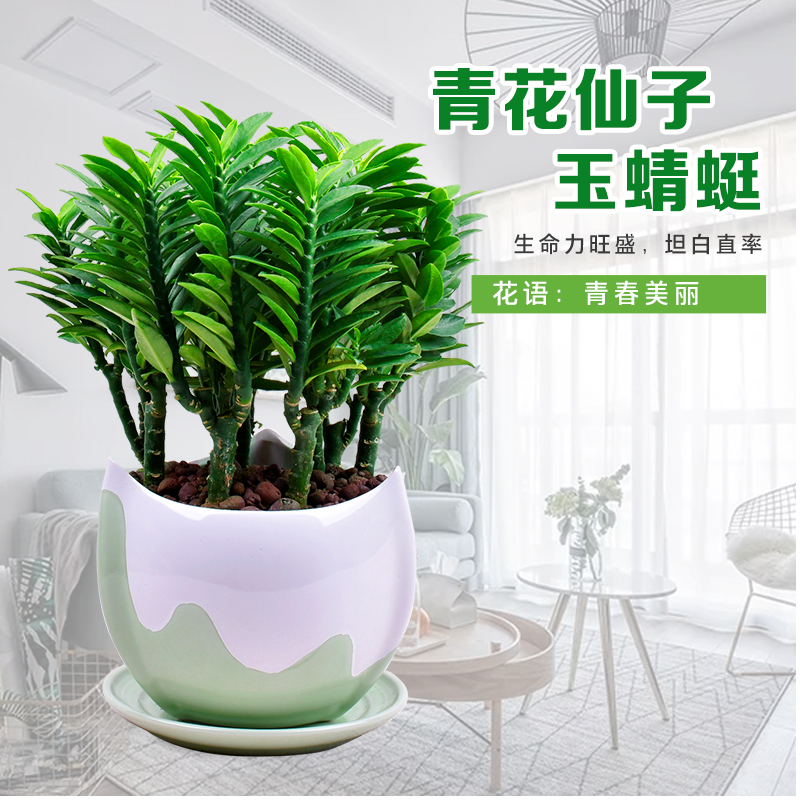 玉蜻蜓盆栽四季常青室内办公桌面绿植耐阴耐旱好养吸甲醛净化空.