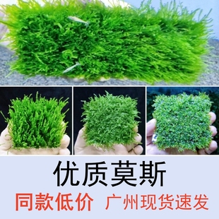 质量很好价格便宜精品莫斯水草鱼缸沉木石头造景植物慕斯新手森林