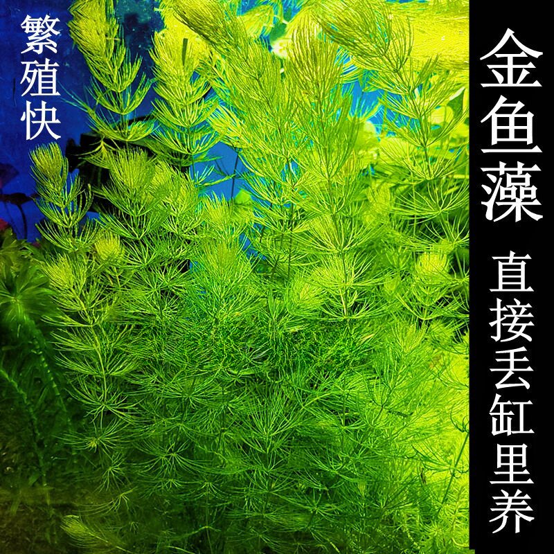 金鱼藻水草鱼缸造景水草植物阴性