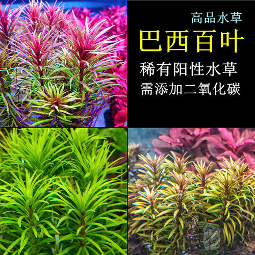 巴西百叶稀有好看高品观赏水草
