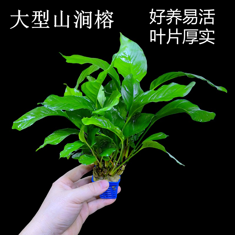 山涧榕水榕鱼缸草缸沉木造景好养易活阴性水榕