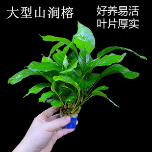 山涧榕水榕鱼缸草缸沉木造景好养易活阴性水榕