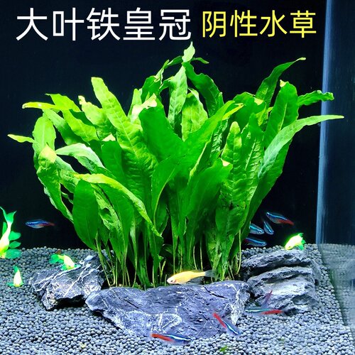大叶铁皇冠阴性蕨类水草