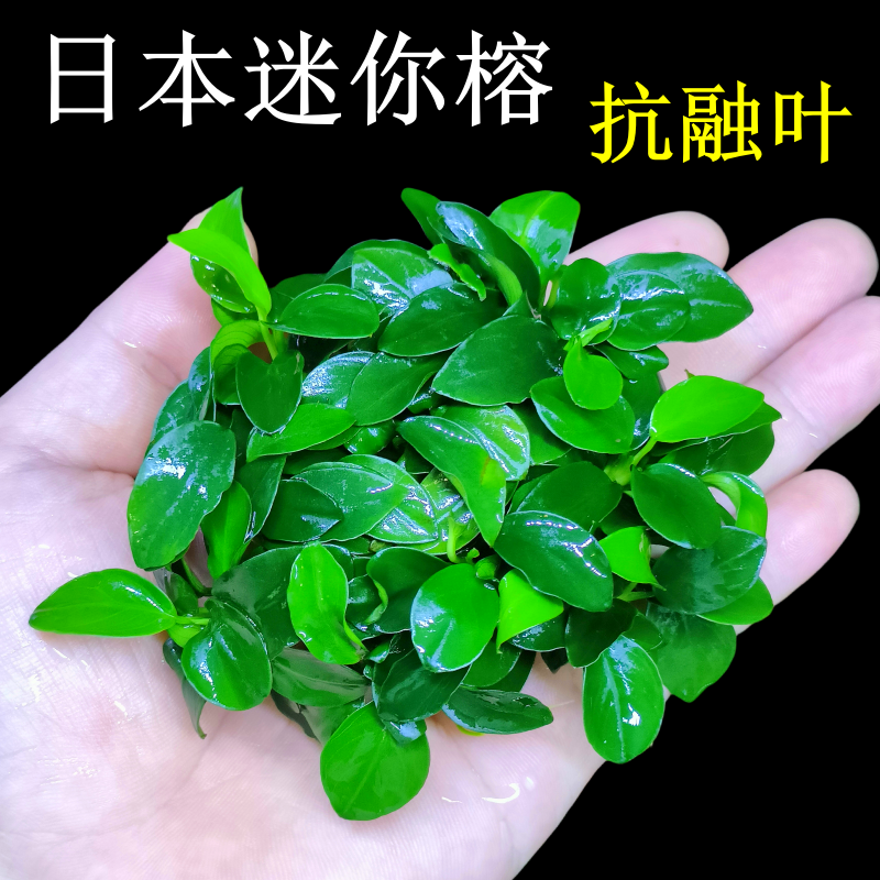 日本迷你榕沉木造景水草不易融叶