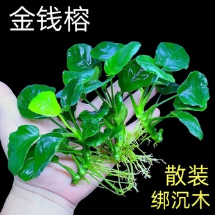 散装 金钱榕单棵水榕绑沉木粘石头鱼缸造景水草植物阴性新手好养活