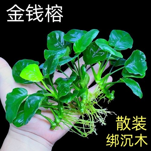 金钱榕单棵水草植物阴性好养活