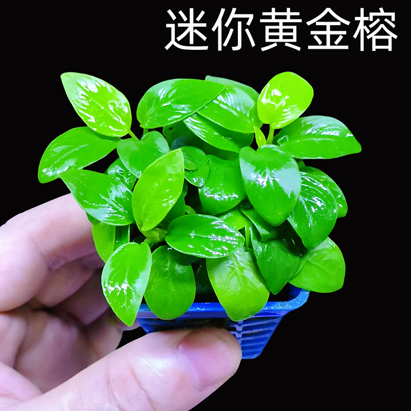 迷你黄金榕水草水榕新手鱼缸造景