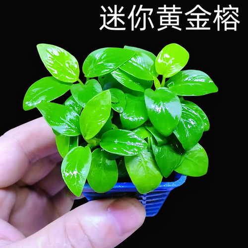 迷你黄金榕水草水榕新手鱼缸造景