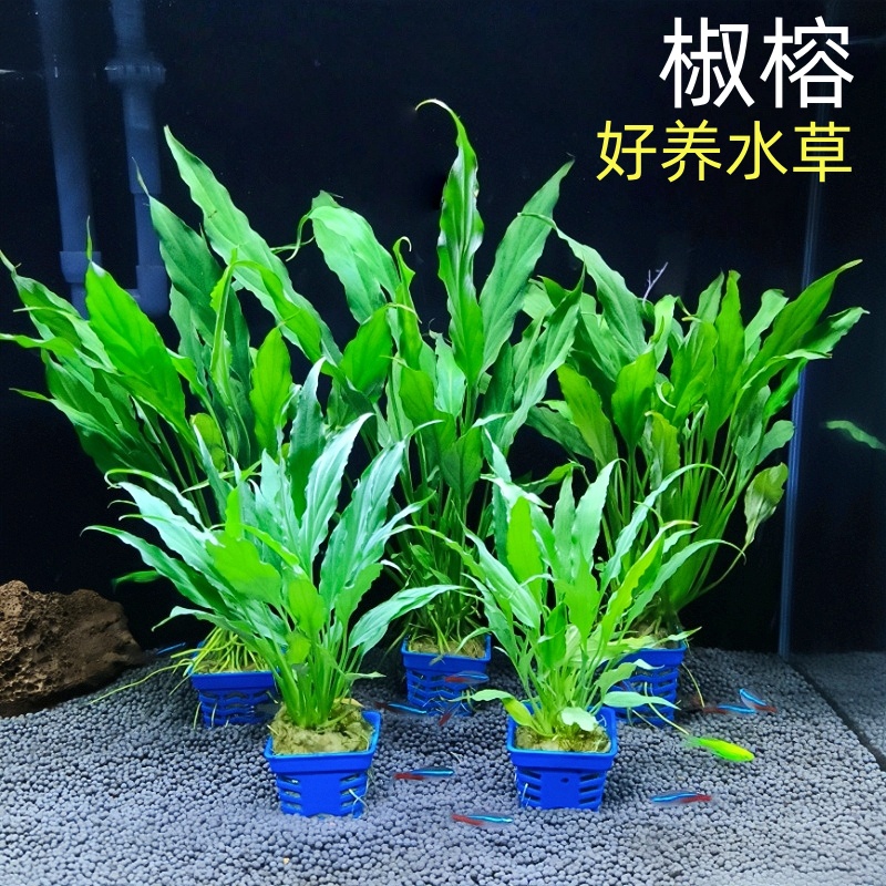 椒榕水草新手好养活鱼缸造景植物