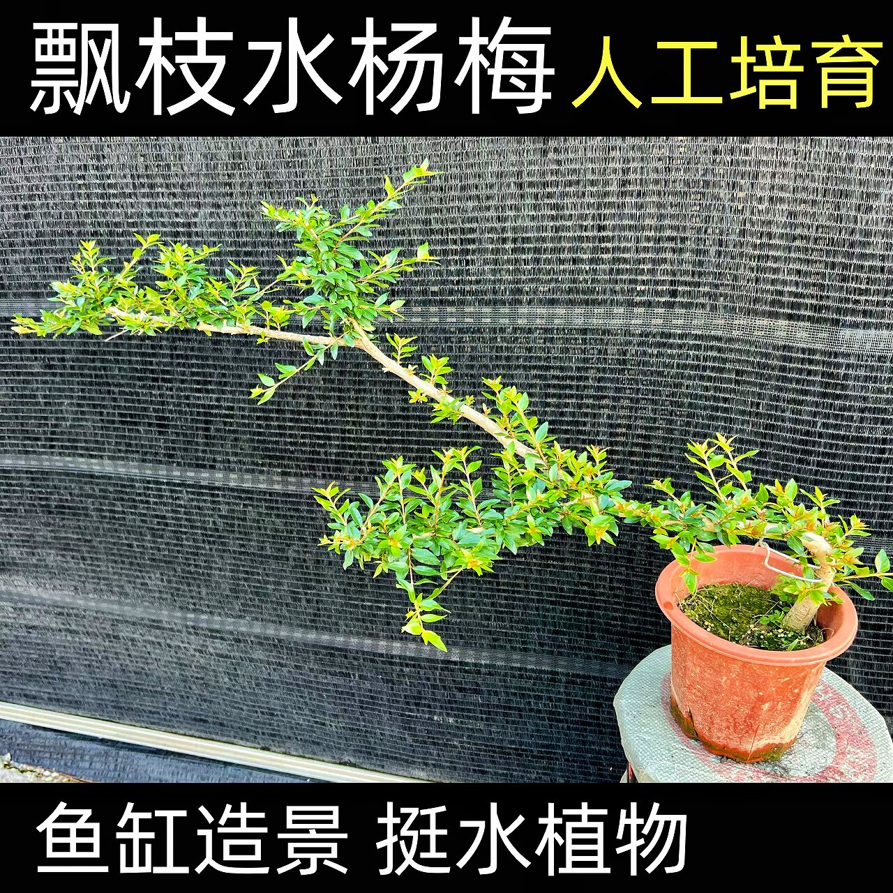 飘枝水杨梅老桩人工培育水陆缸原生缸溪流挺水植物鱼缸造景