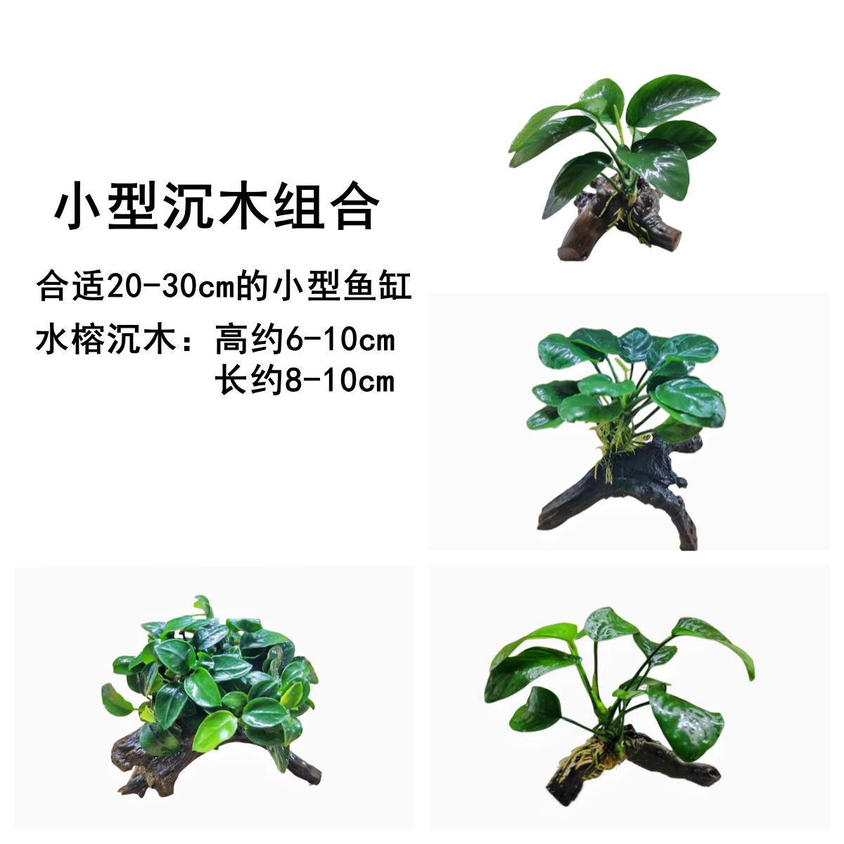 鱼缸草缸水榕定植沉木阴性水草增氧进化水质新手懒人好养易活造景