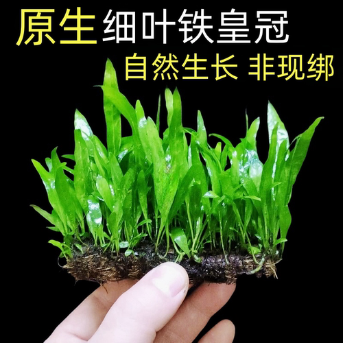 原生底座细叶铁皇冠易养活