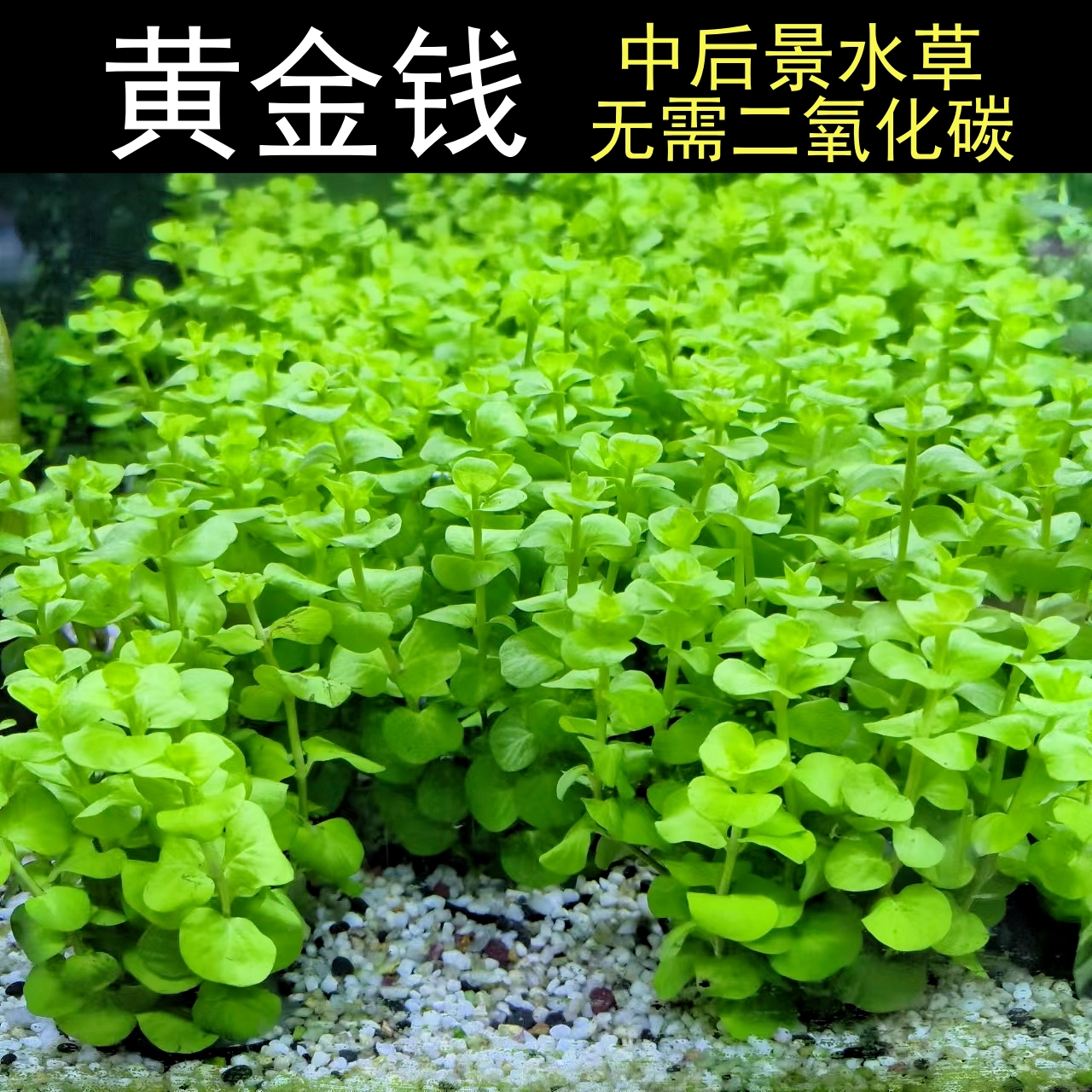 绿金钱黄金钱好养阴性水草鱼缸草缸造景淡水易养水草