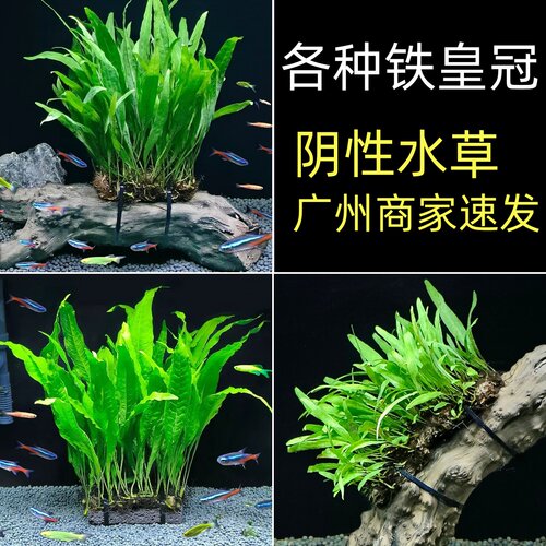 铁皇冠鱼缸草缸沉木造景真水草植物绿阴性新手好养活懒人淡水水草