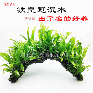 铁皇冠拱型沉木阴性活体定植水草鱼缸草缸造景装饰好养懒人水草