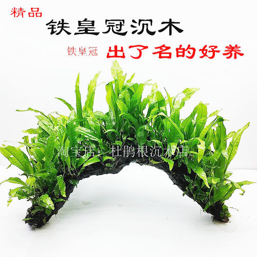 铁皇冠拱型沉木阴性活体定植水草鱼缸草缸造景装饰好养懒人水草