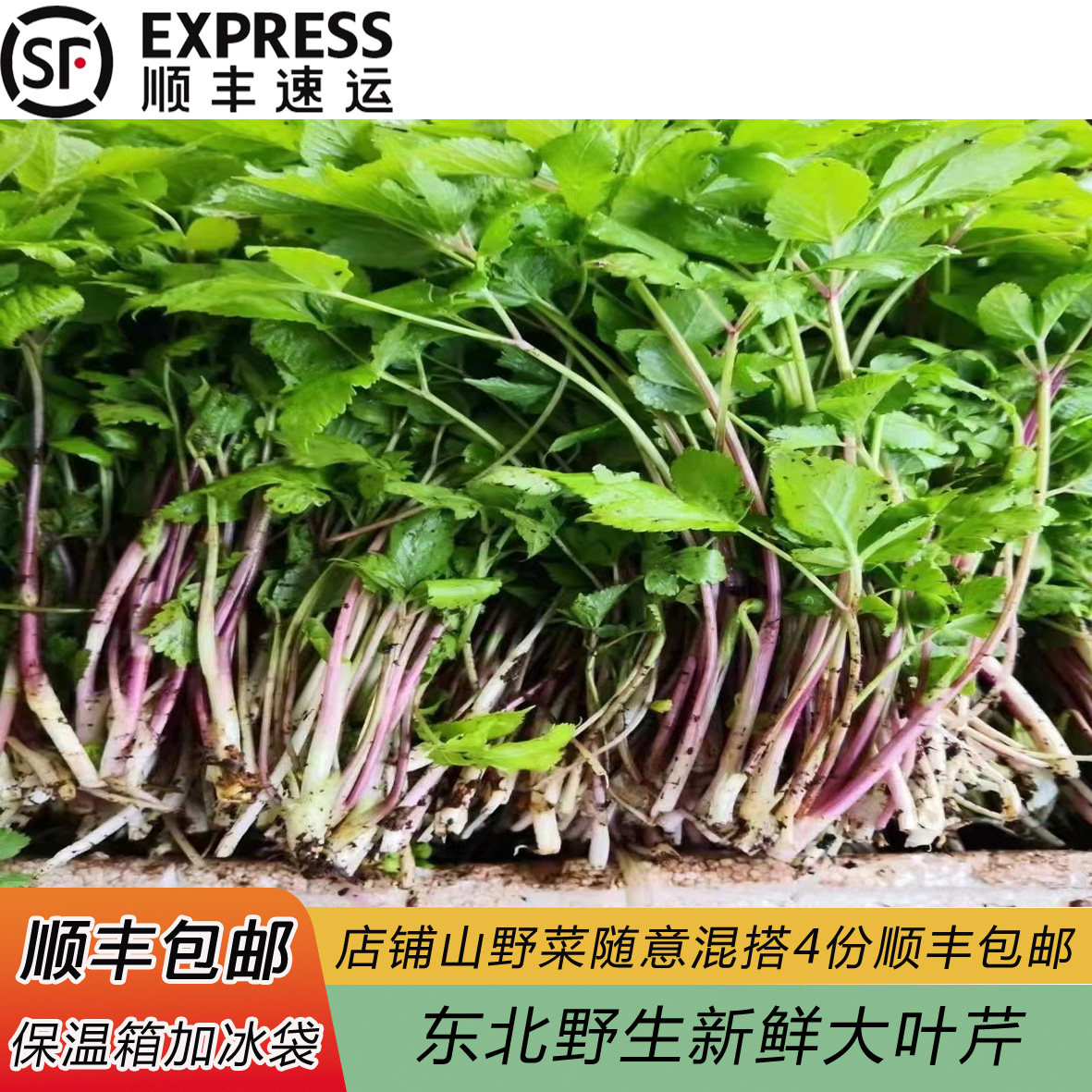 东北特产新鲜山野菜大叶芹水芹菜春季野生绿色四份包邮可拼有礼盒