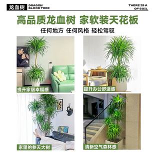 龙血树客厅绿植大型盆栽多u头龙须树室内卉地盆景花落老桩好养植