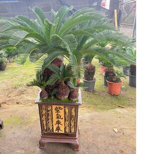 铁树盆栽大型铁苏绿树客厅室内外旺宅植耐K寒耐旱好养植物四季常