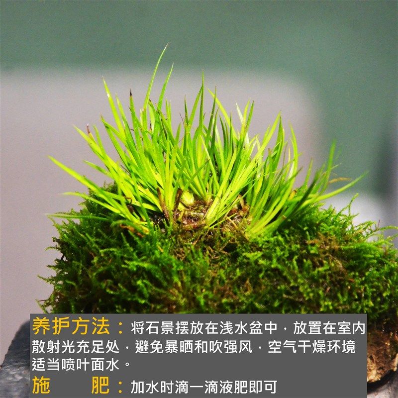 附石菖蒲吸室盆小叶赤楠s花叶络石狼尾蕨盆栽水内石景苔藓绿植水