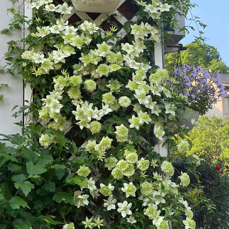莲绿铁线小花大苗阳台盆栽绿植重瓣大花庭院藤本爬援W攀藤植物四
