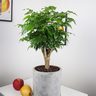 好杆绿宝幸福树大盆栽老桩平安发财树客厅造型水培U独养大植绿叶