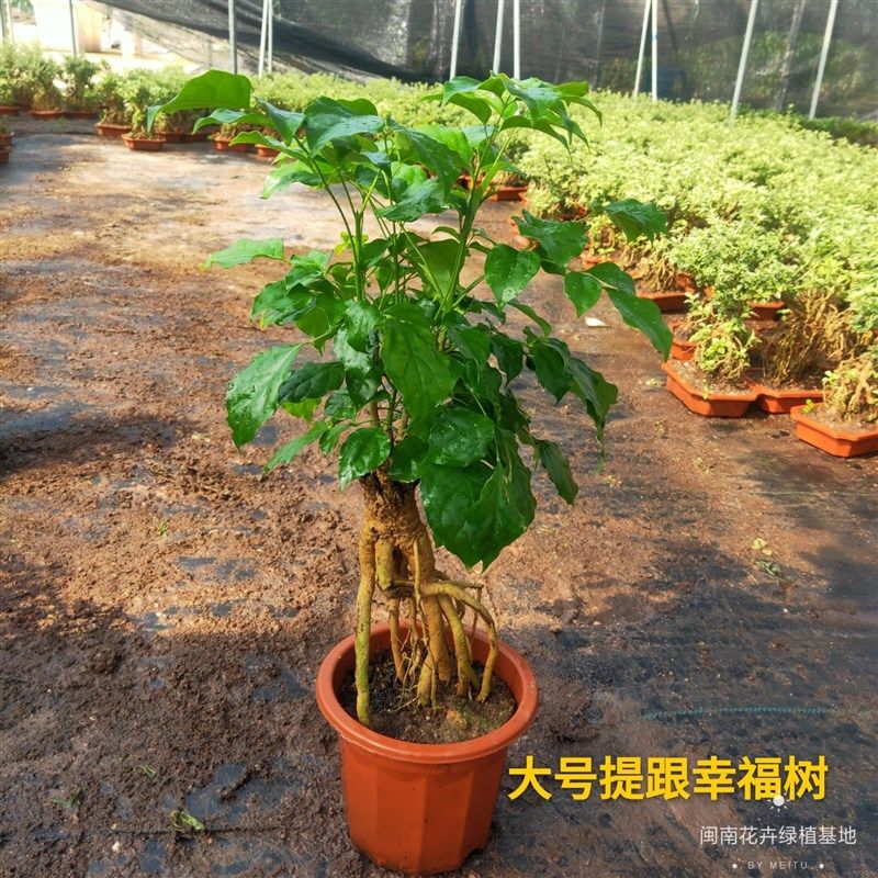 提根幸福树盆栽绿宝造台物景四季常青室内阳型观叶U植盆办公室客
